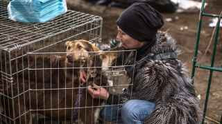 Брошенных собак эвакуируют из Ирпеня.